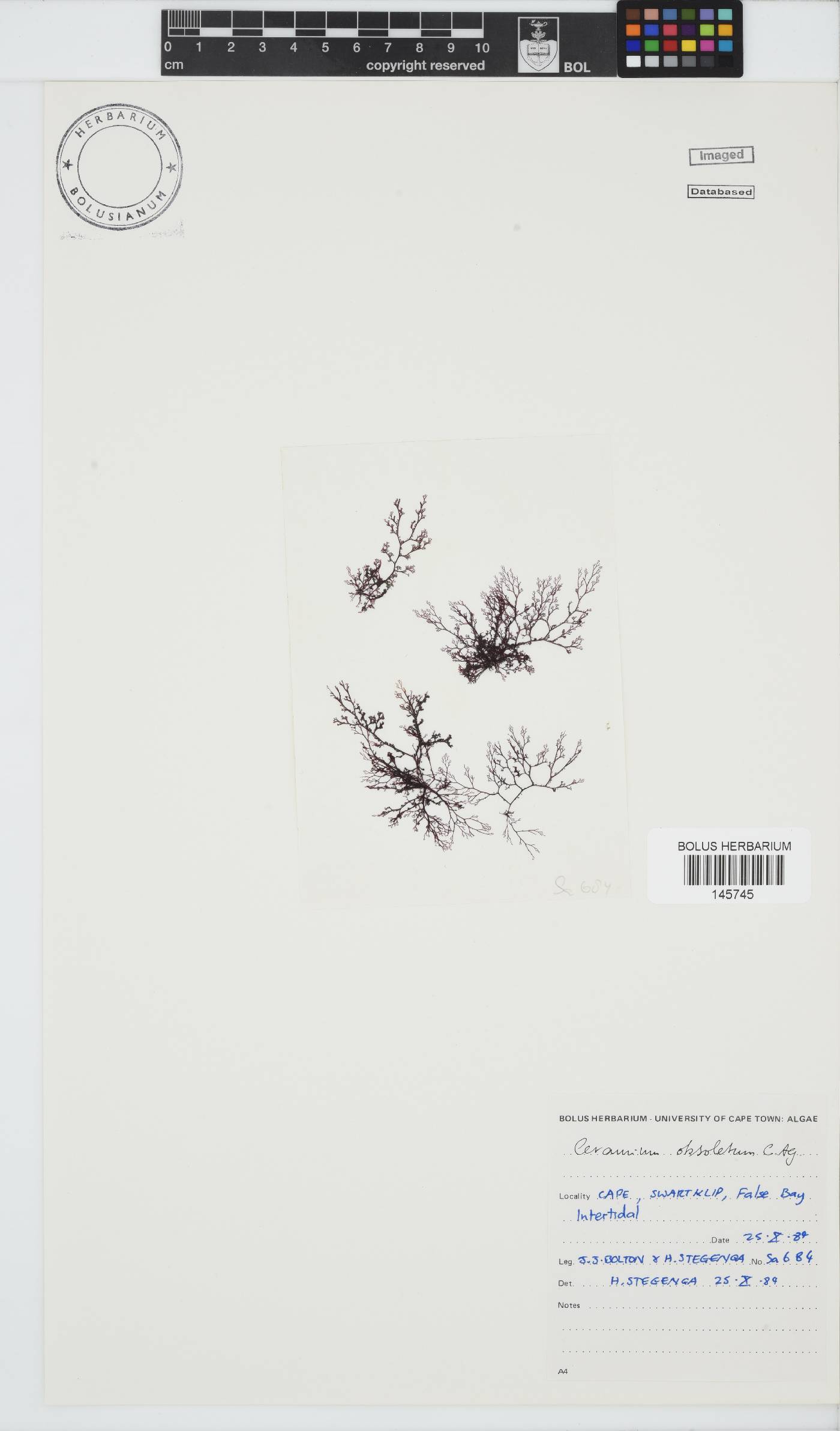 Carpoblepharis obsoleta image