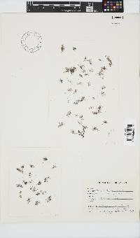 Ceramium papenfussianum image