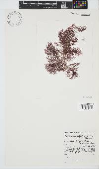 Ceramium papenfussianum image