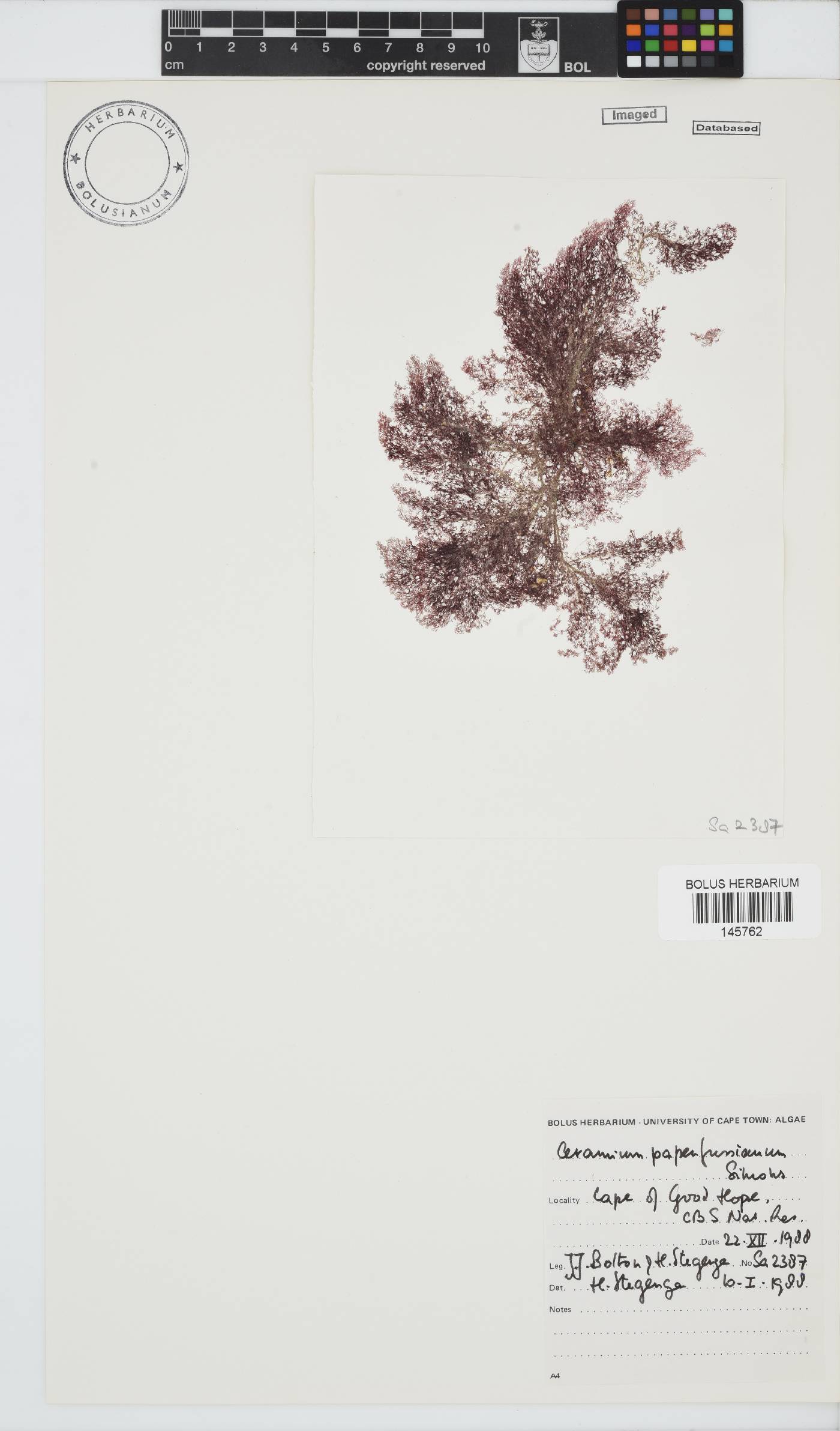 Ceramium papenfussianum image