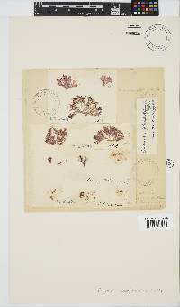 Ceramium papenfussianum image