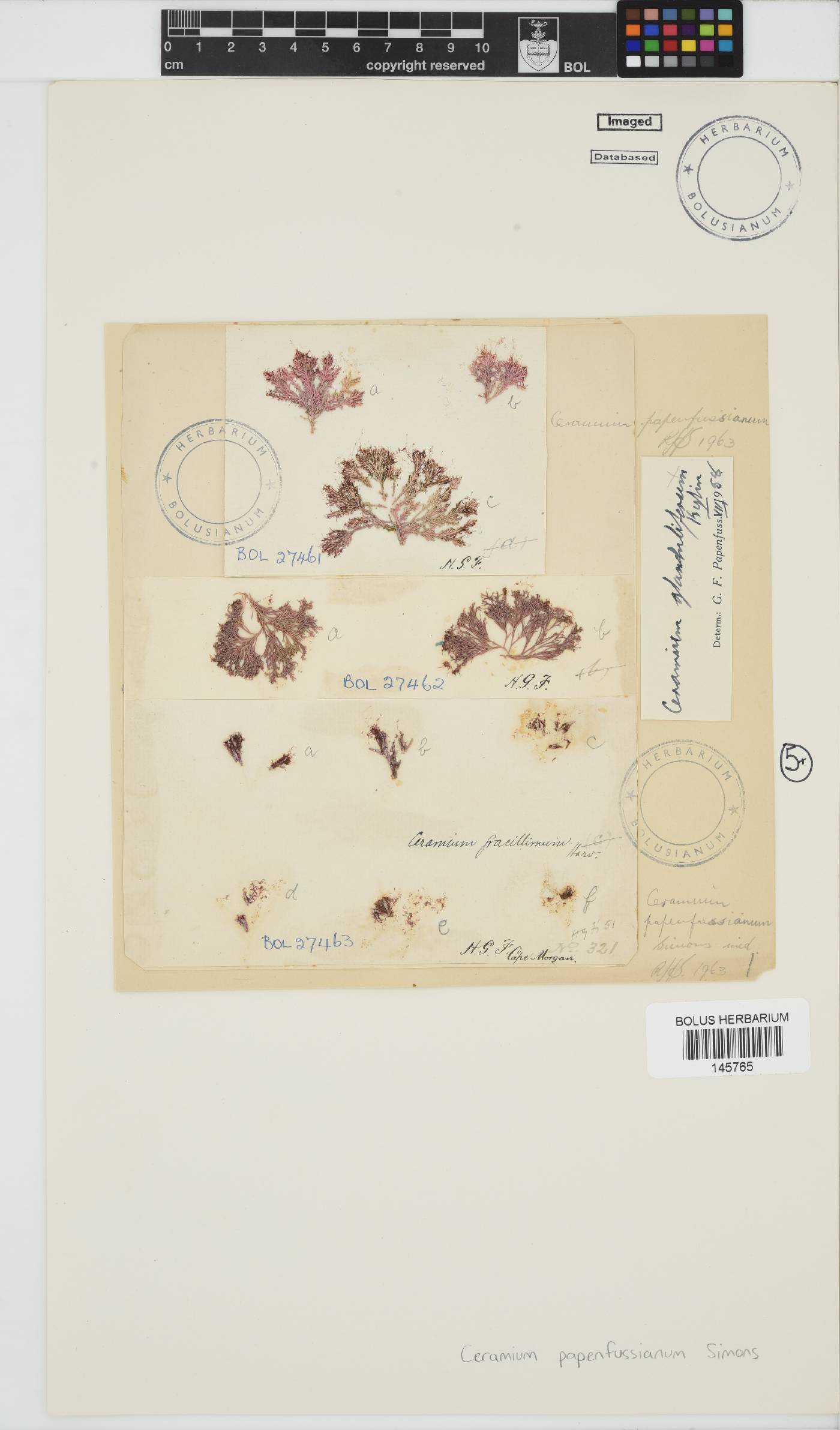 Ceramium papenfussianum image