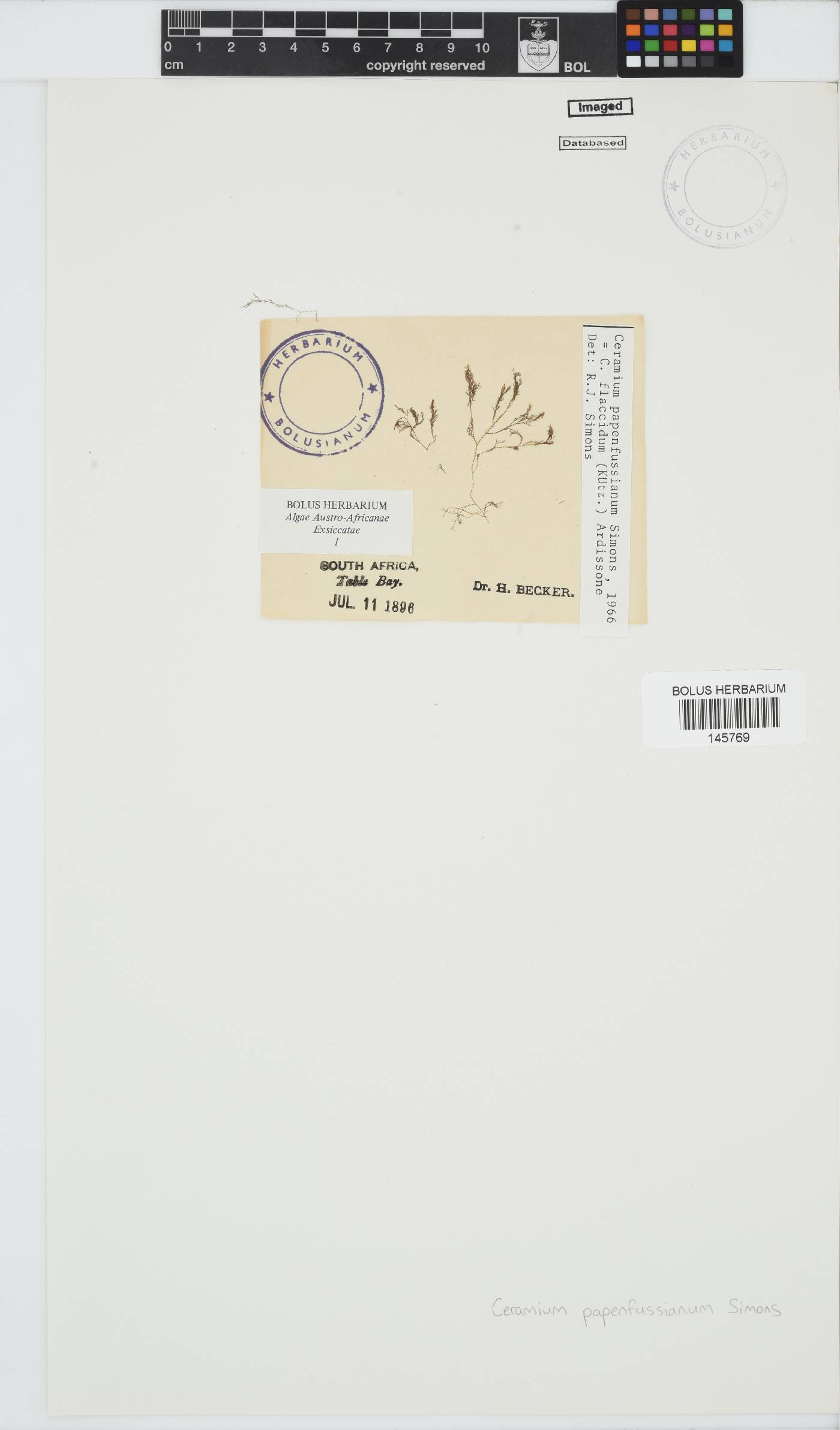 Ceramium papenfussianum image