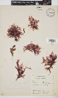 Pseudoceramium planum image