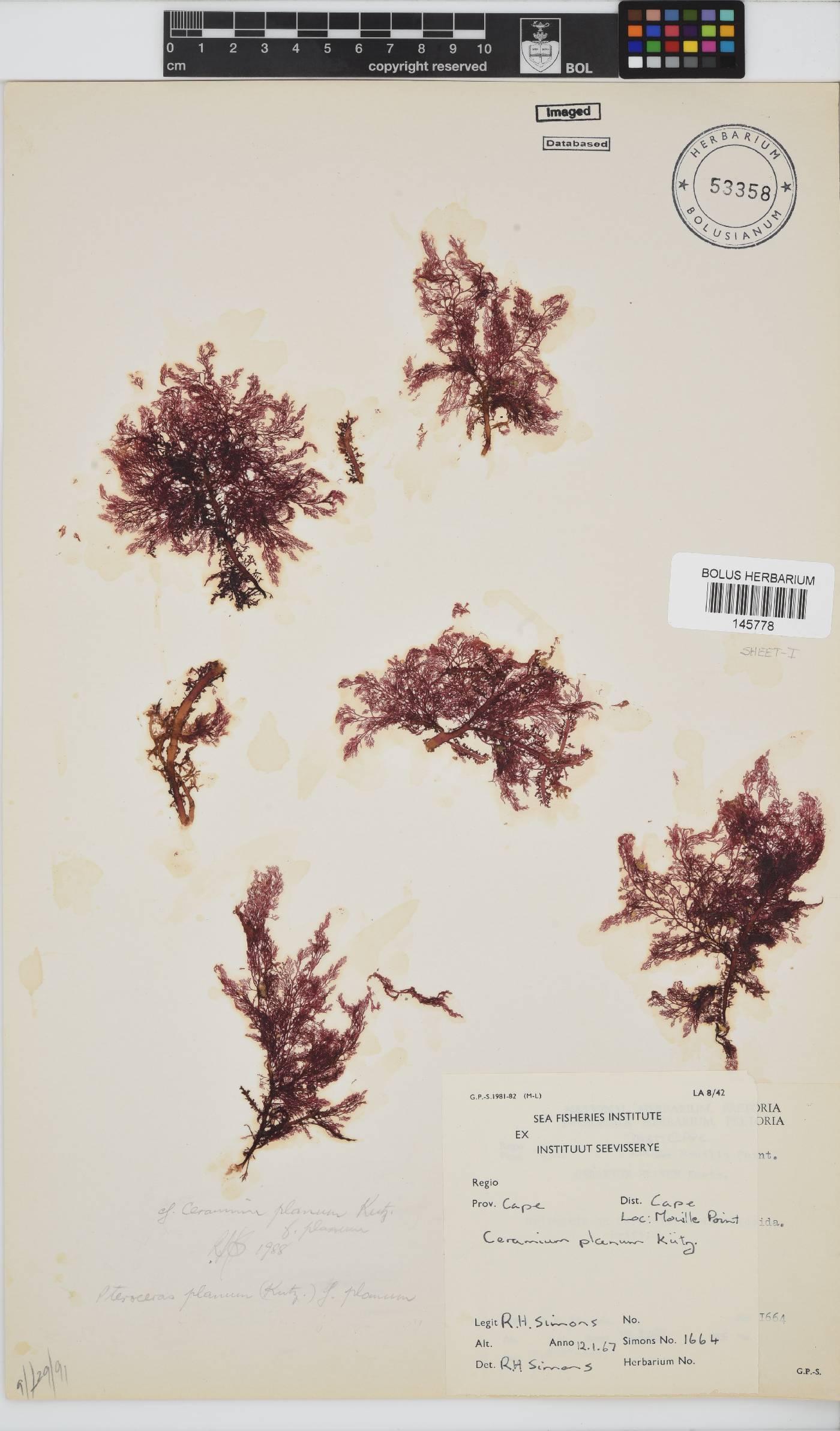 Pseudoceramium planum image