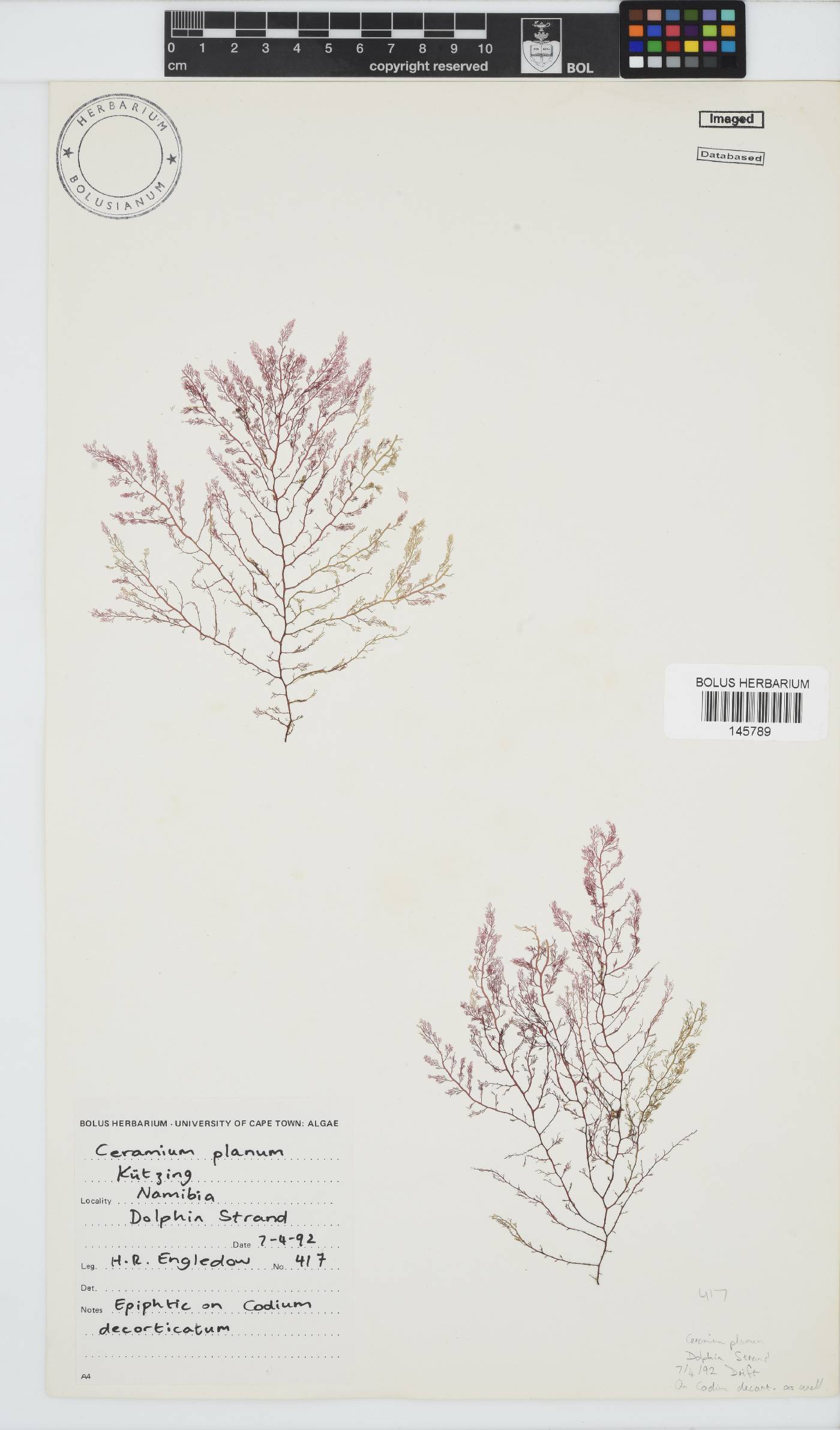 Pseudoceramium planum image