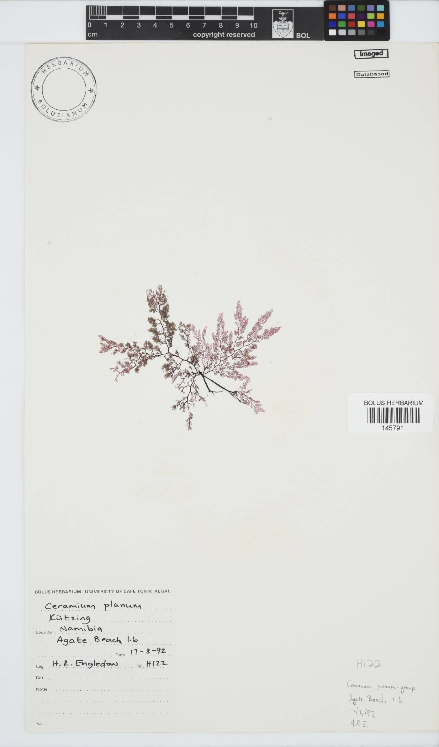 Ceramiaceae image