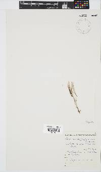 Ceramium poeppigianum image