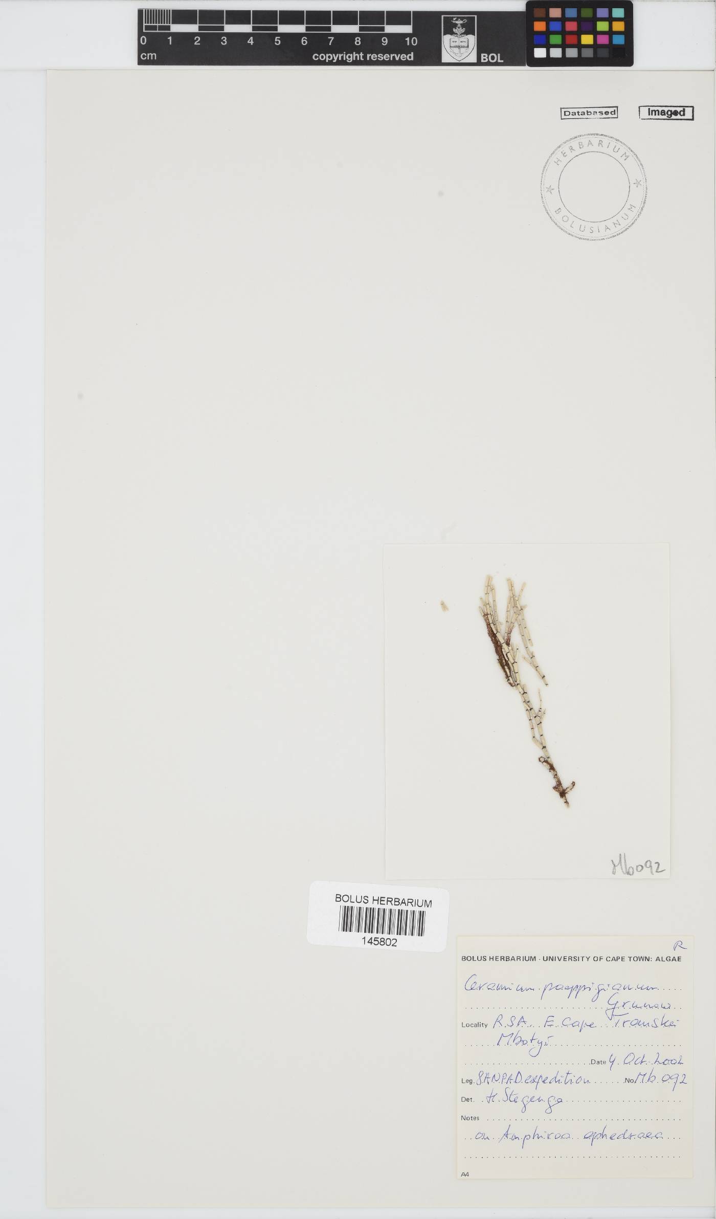 Ceramium poeppigianum image