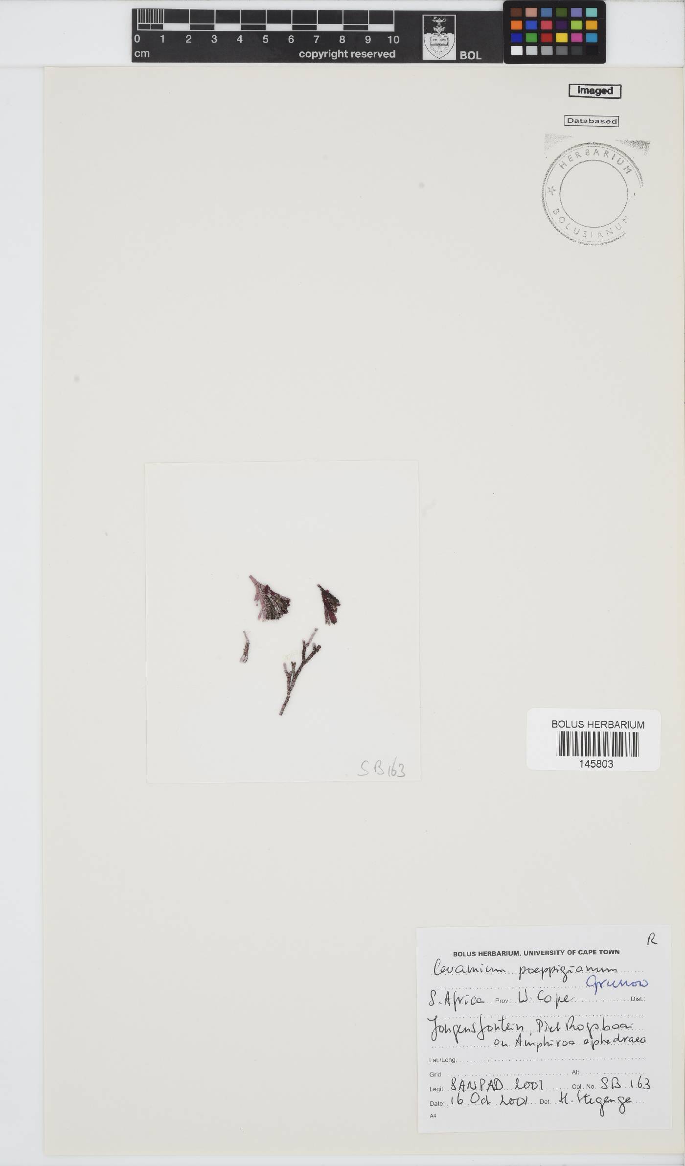 Ceramium poeppigianum image