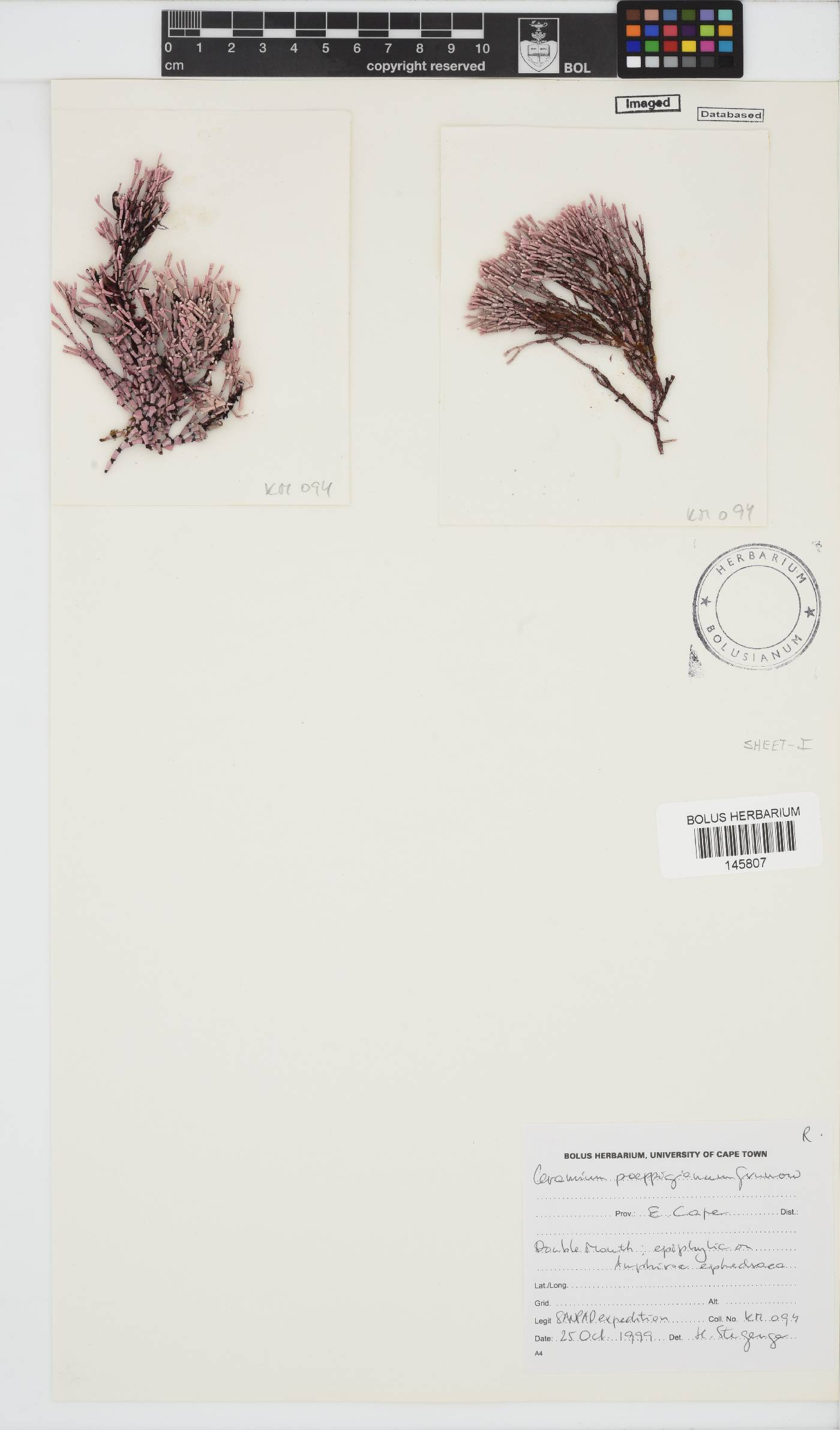 Ceramium poeppigianum image
