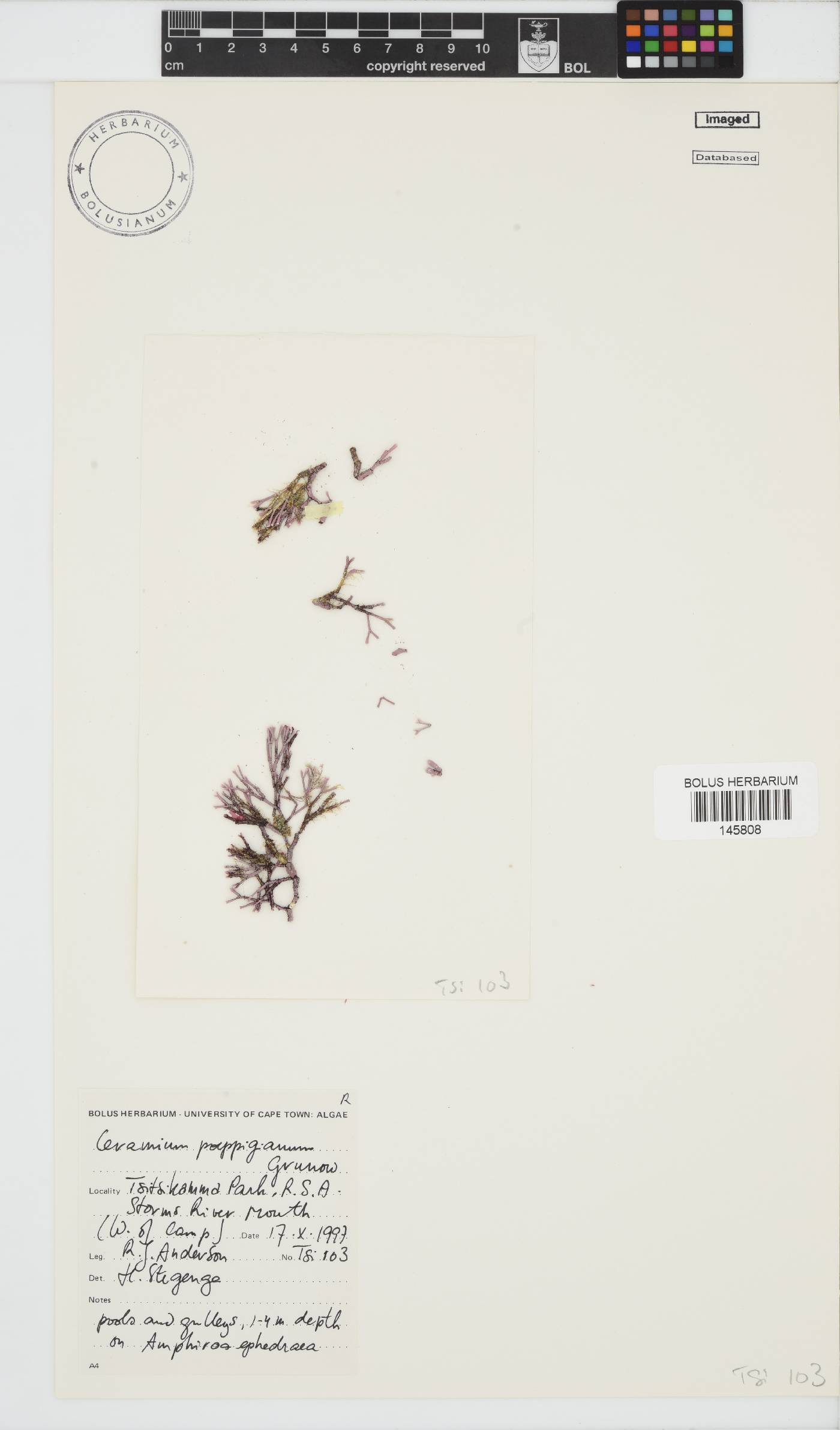 Ceramium poeppigianum image