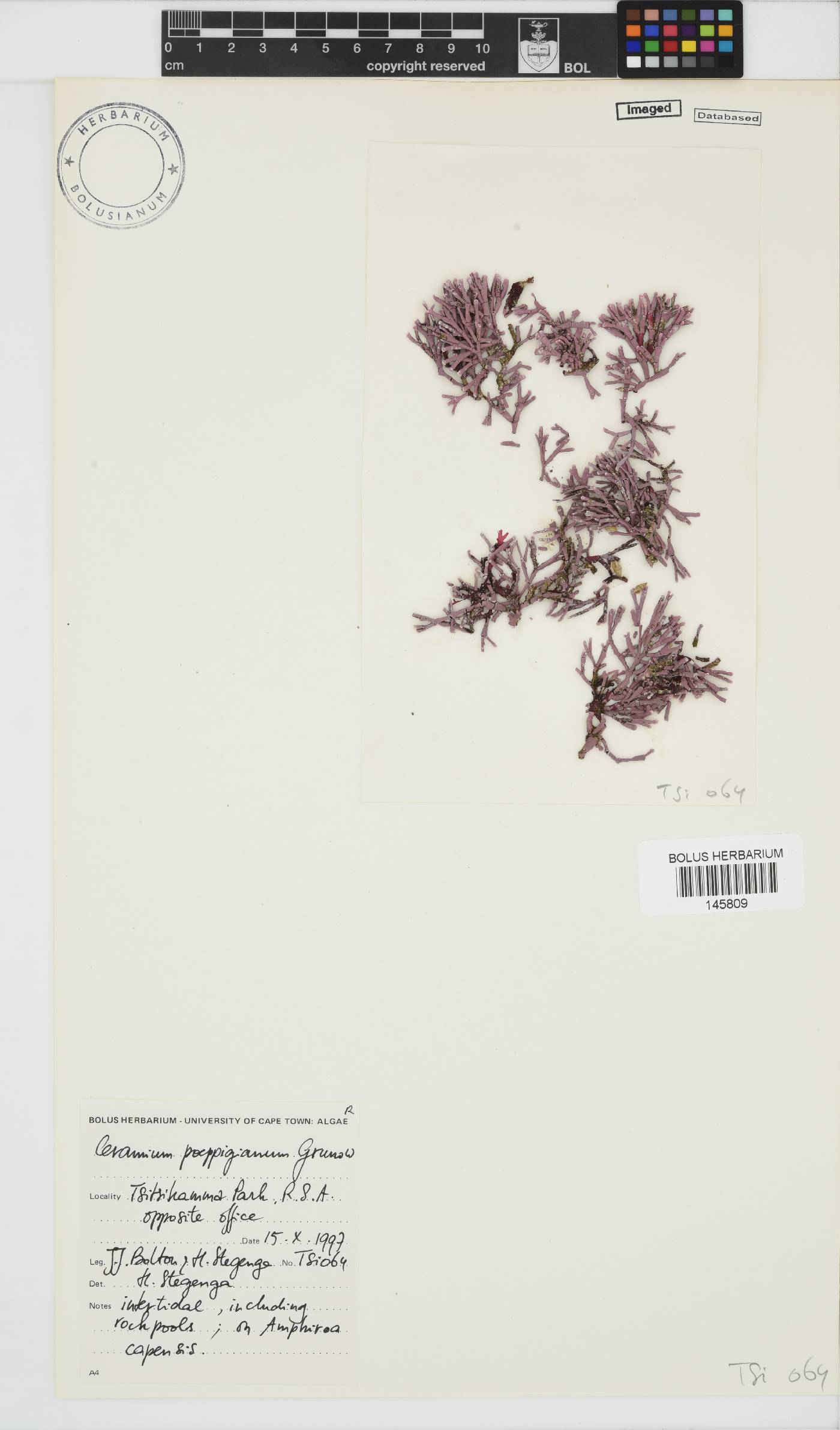 Ceramium poeppigianum image