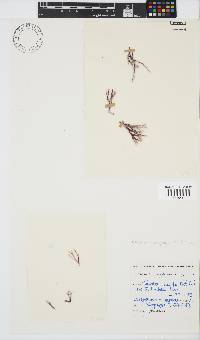 Ceramium poeppigianum image