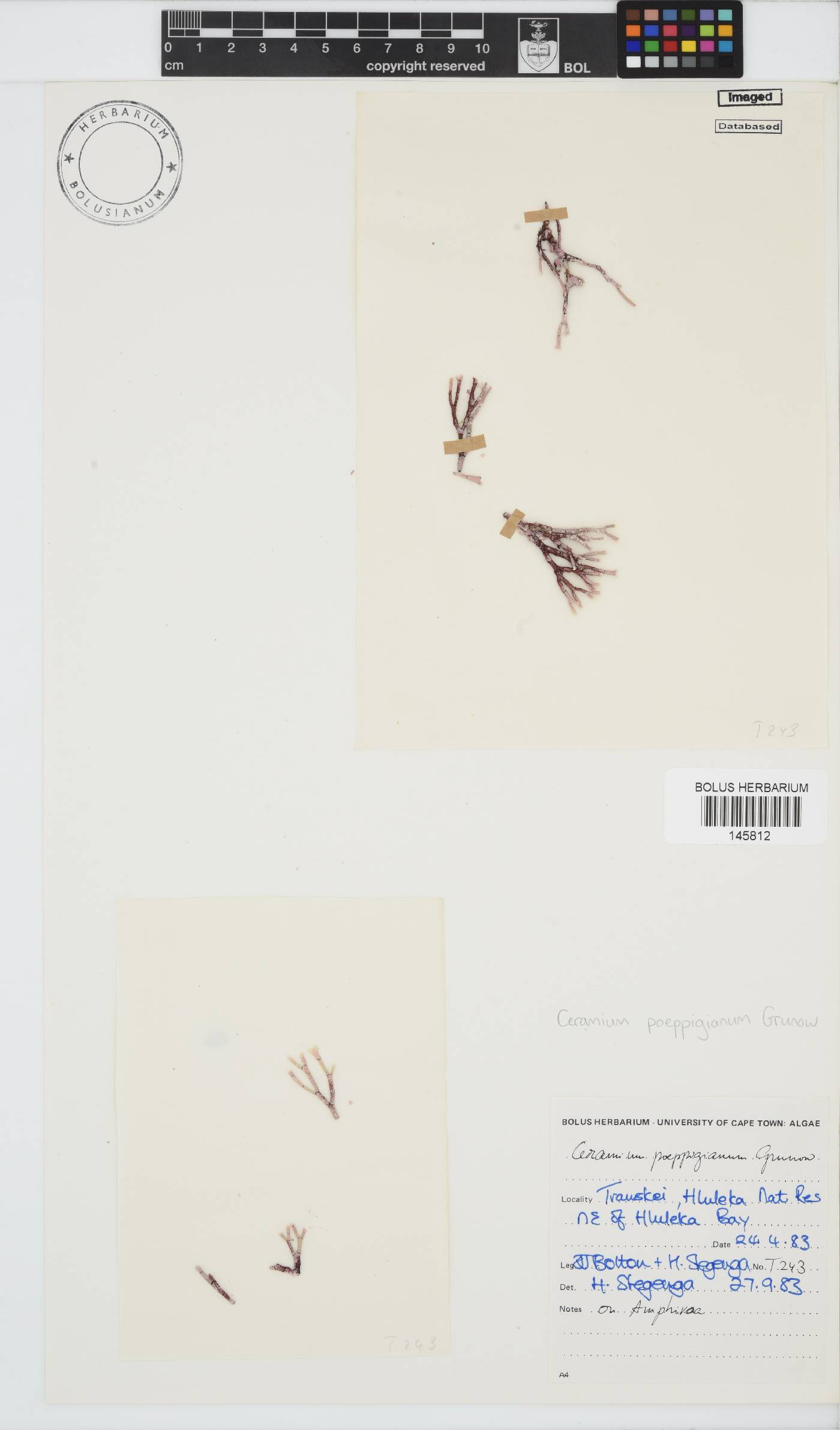 Ceramium poeppigianum image