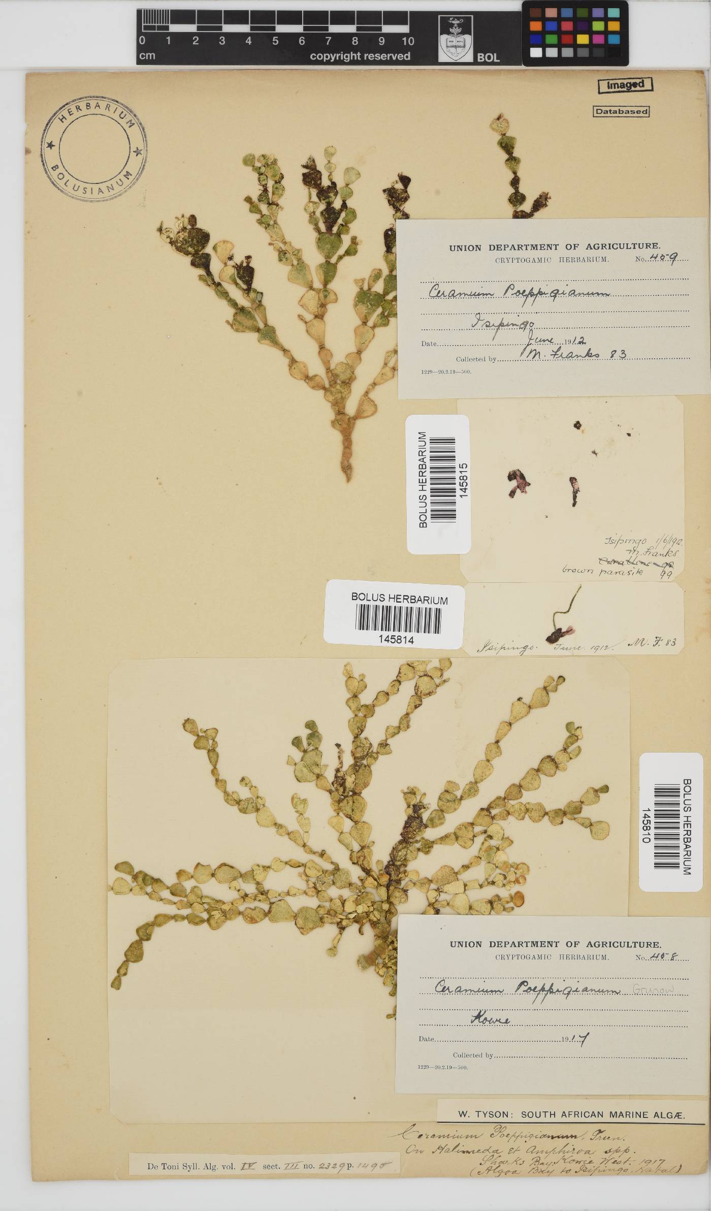 Ceramium poeppigianum image