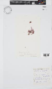 Champia compressa image