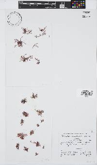 Champia compressa image