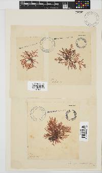 Champia compressa image