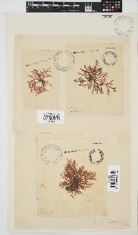 Champia compressa image