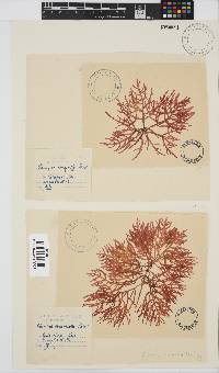 Champia compressa image