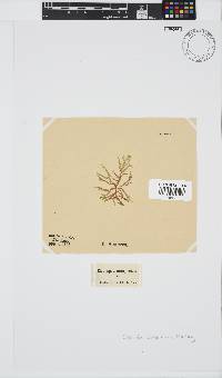 Champia compressa image