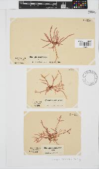 Champia compressa image
