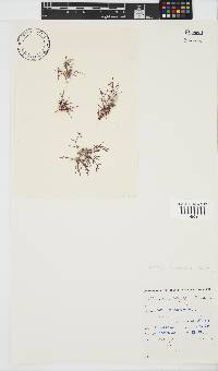 Champia compressa image