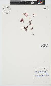 Champia compressa image
