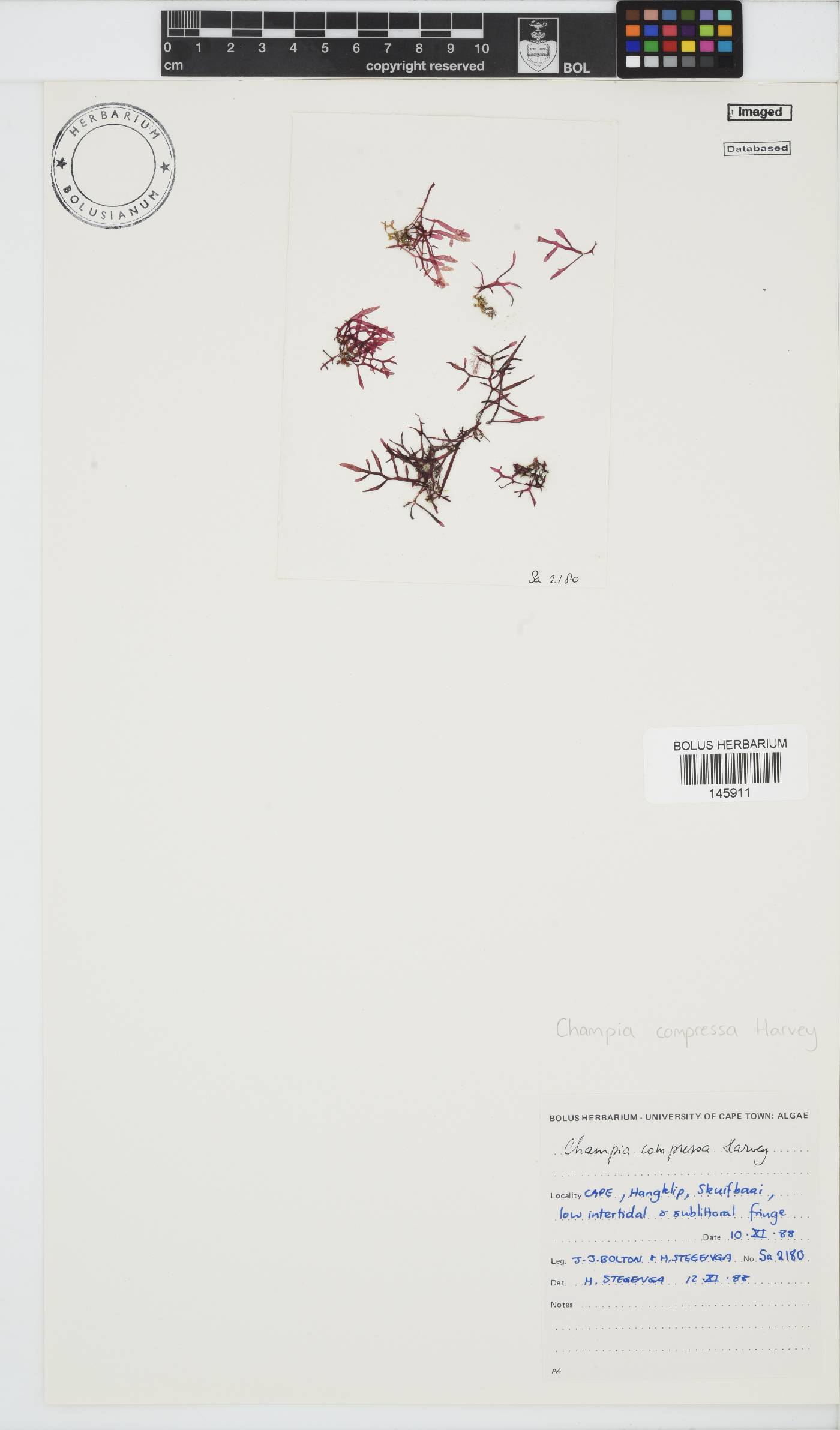Champia compressa image
