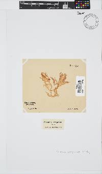 Champia compressa image