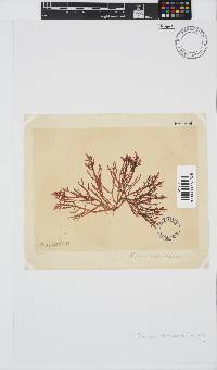 Champia compressa image