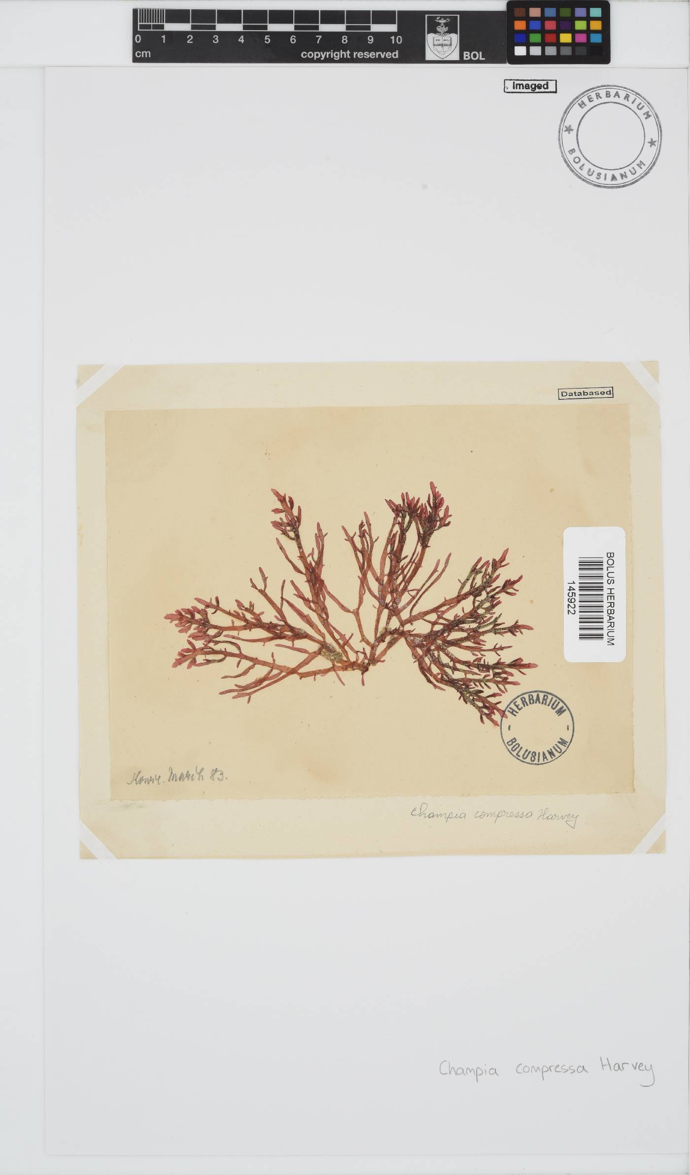 Champia compressa image