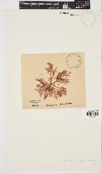 Champia compressa image