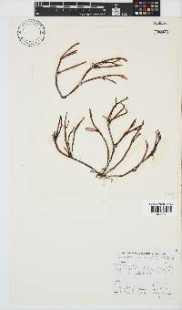 Champia lumbricalis image