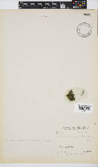 Caulerpa racemosa image