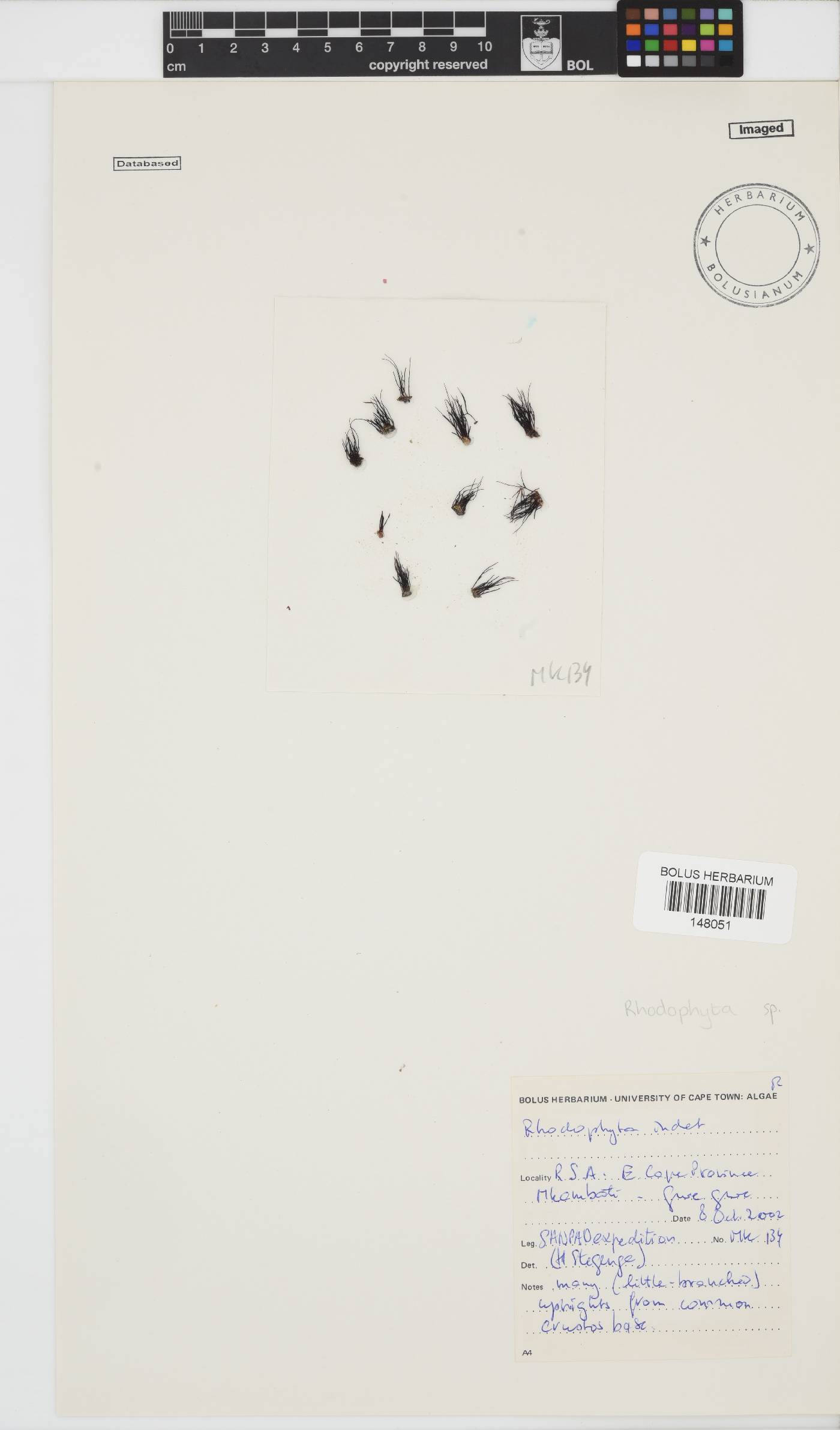 Rhodophyta incertae image