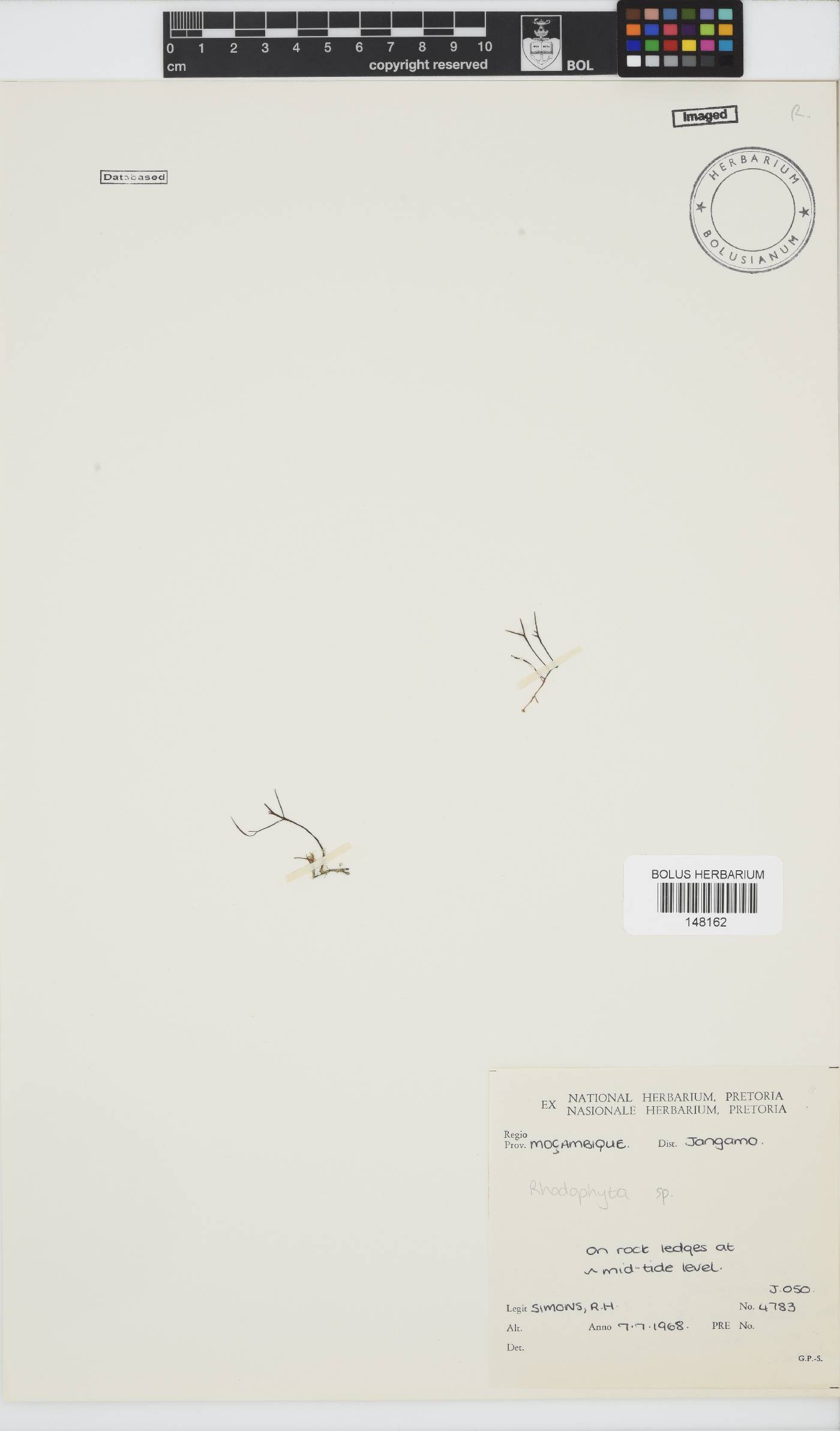 Rhodophyta incertae image