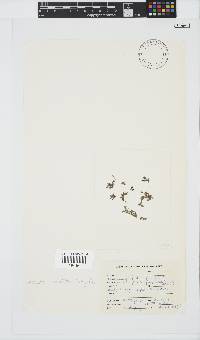 Wrangelia purpurifera image