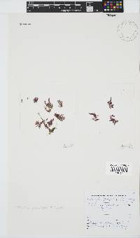 Wrangelia purpurifera image