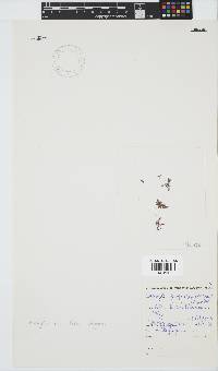 Wrangelia purpurifera image