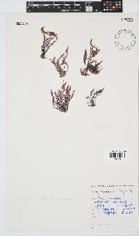 Wrangelia purpurifera image