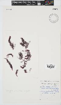Wrangelia purpurifera image