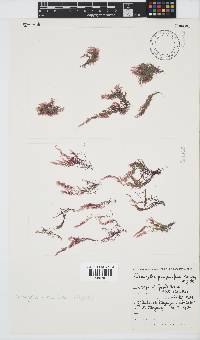Wrangelia purpurifera image