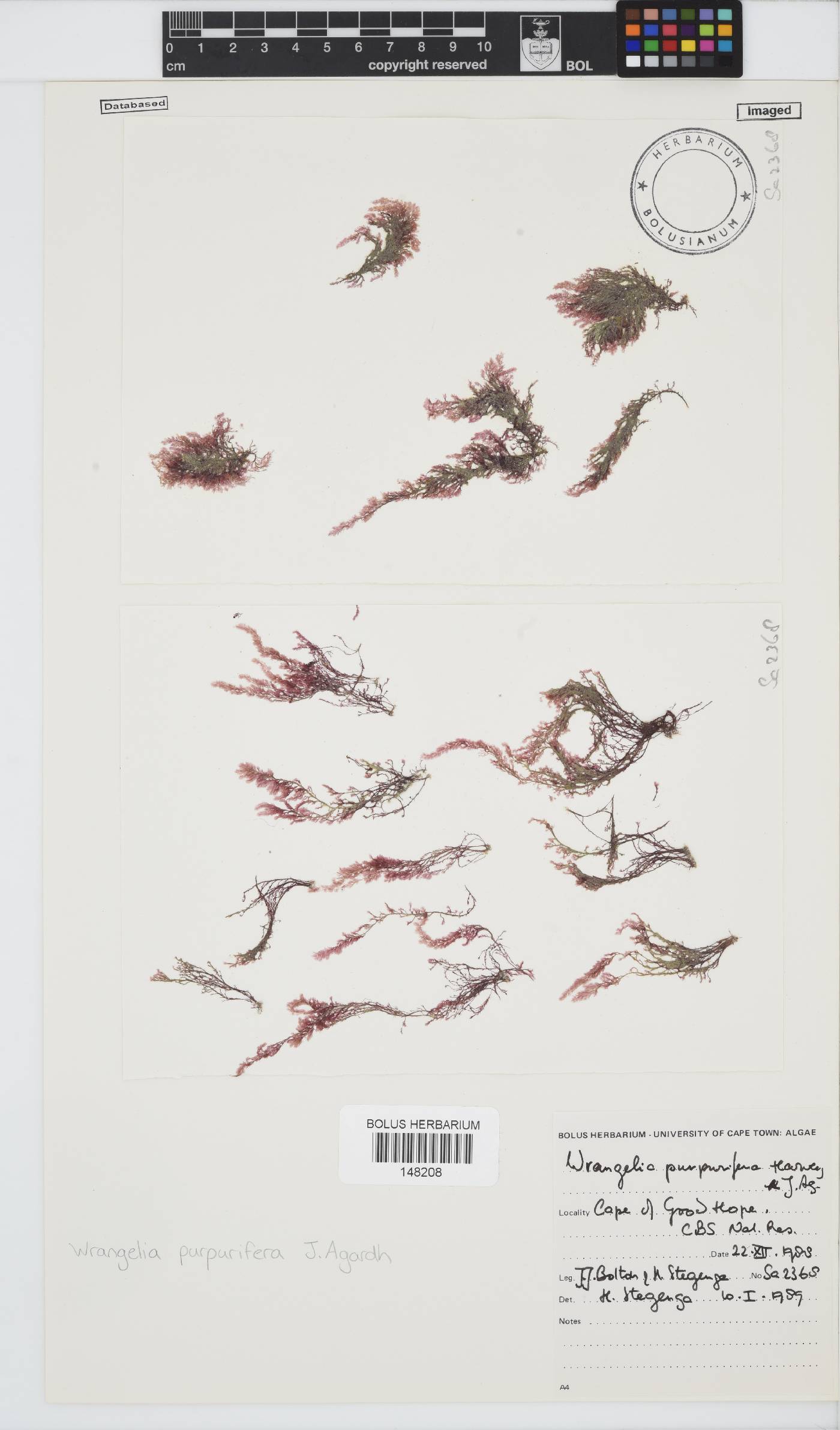 Wrangelia purpurifera image
