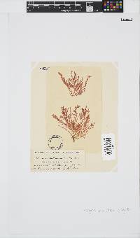 Wrangelia purpurifera image