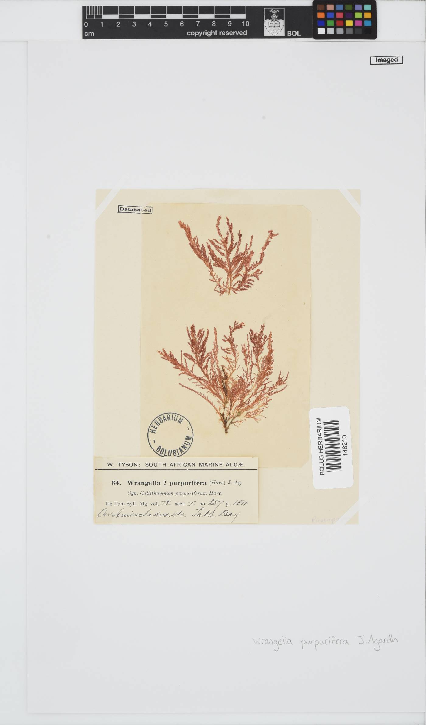Wrangelia purpurifera image