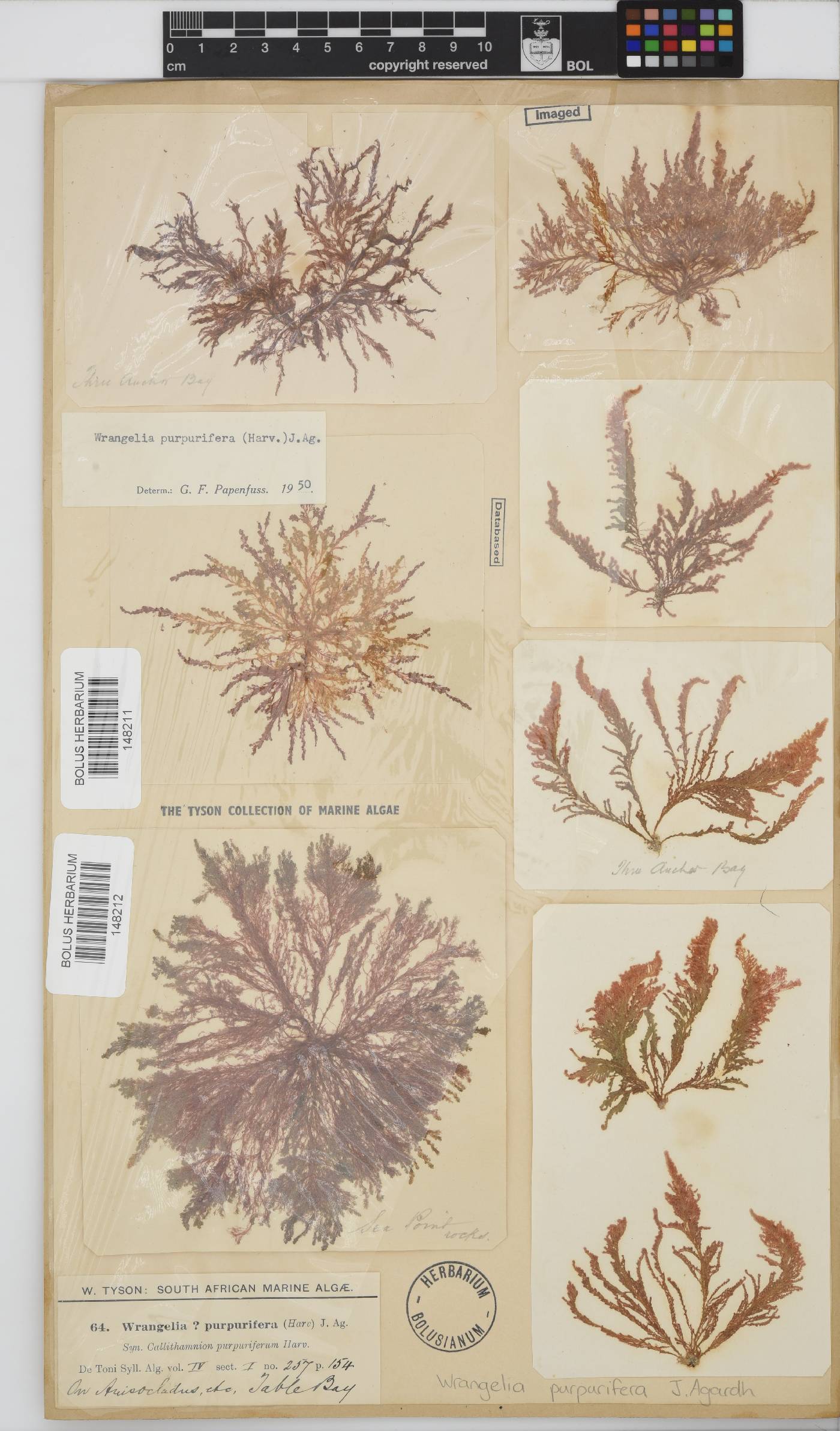Wrangelia purpurifera image