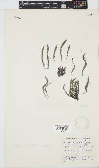 Wrangelia purpurifera image