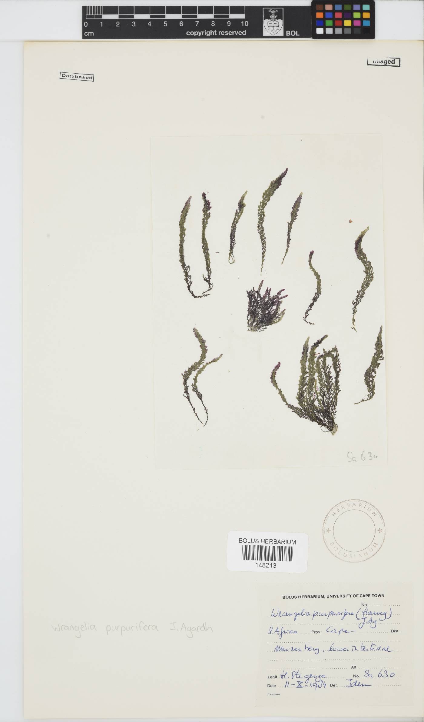 Wrangelia purpurifera image